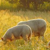Schafe von Jochen Ruser